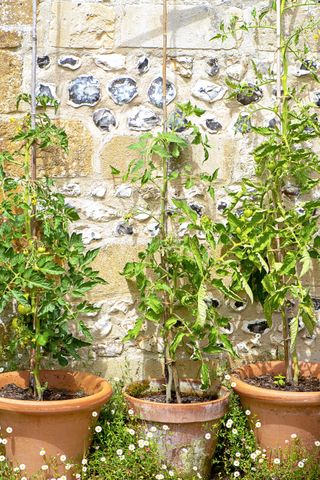 tomatoes grown in terracotta pots in front of brick wall