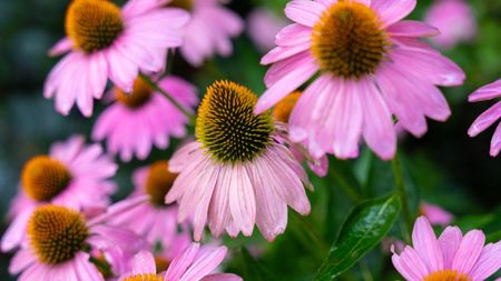 Coneflowers in bloom