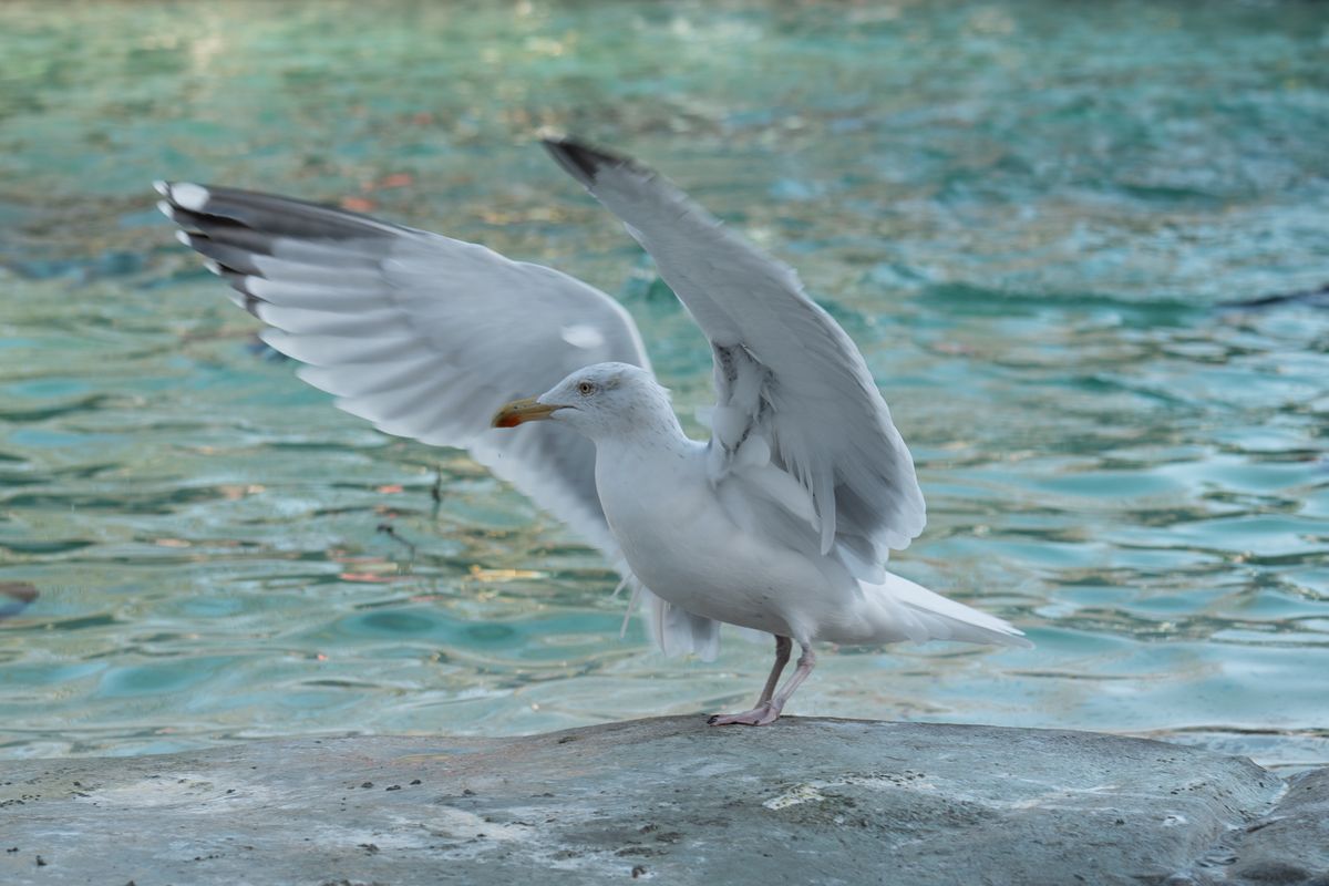 A seagull flapping its wings about to take flight