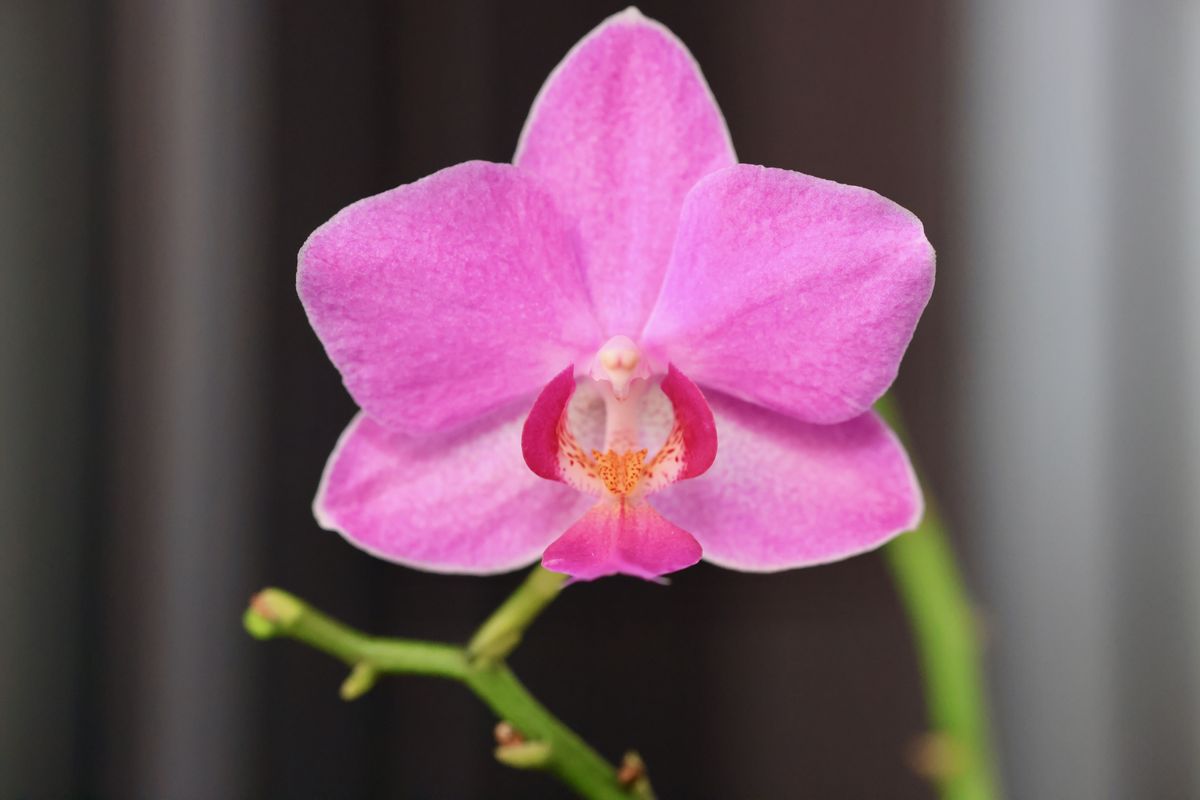 sample shots from Canon RF 85mm f/2 Macro I S STM