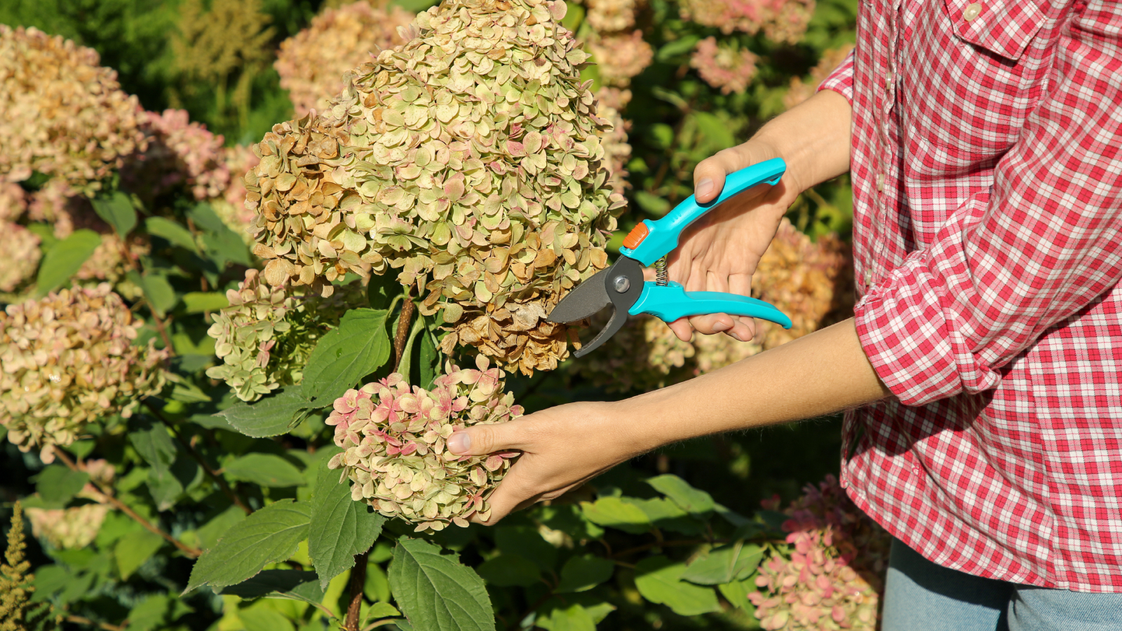Gardener deadhead hydrangea