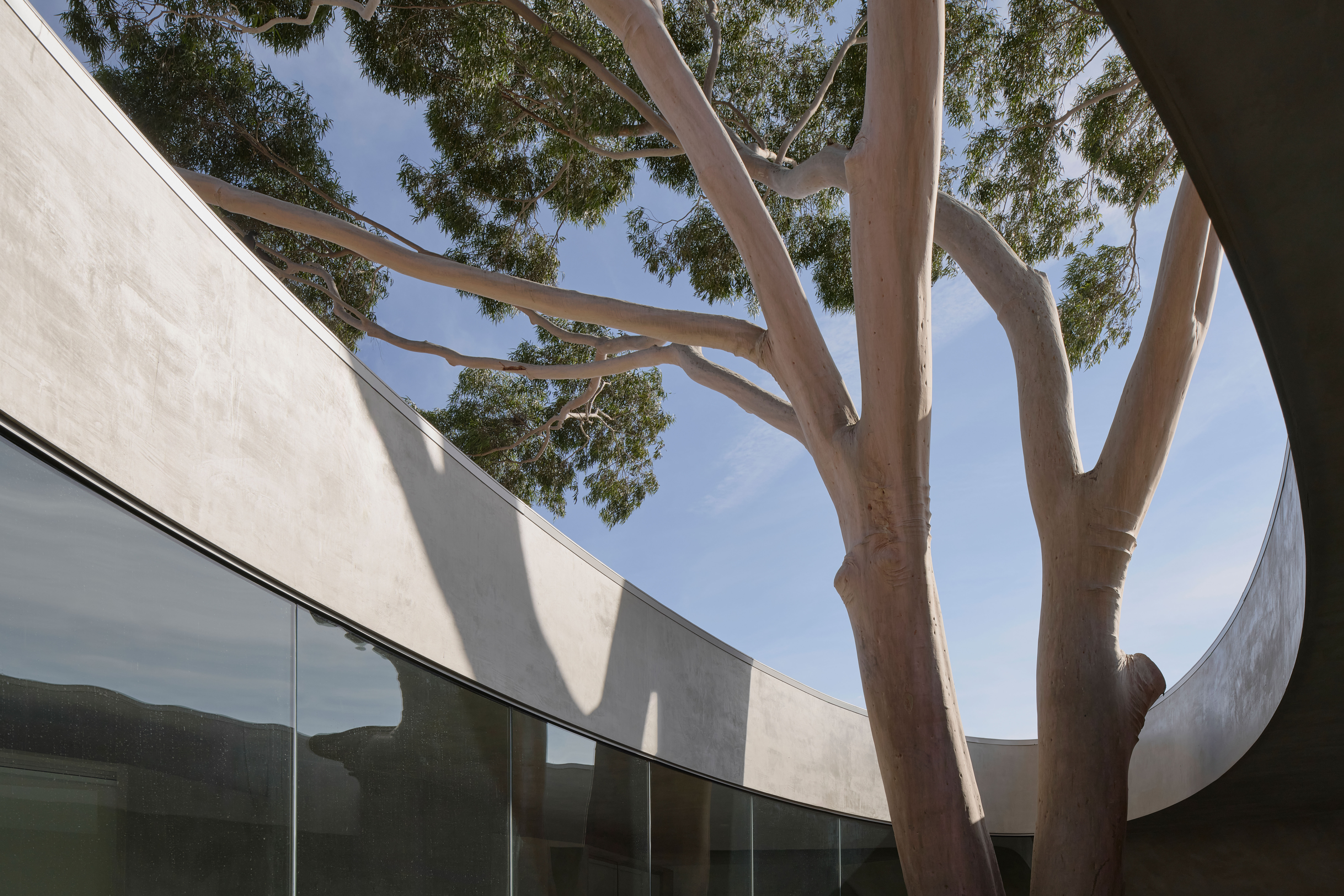 Gallery for a gum tree