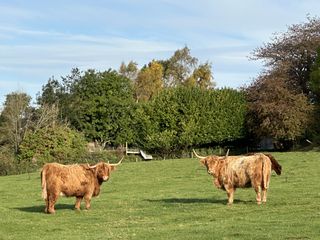 Two highland cows stand across from each other in a green field in Perthshire, Scotland