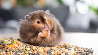 Dark brown hamster hoarding food in its cheeks