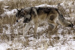 The reintroduction and recovery of gray wolves in Greater Yellowstone and the wider U.S. Northern Rockies make up one of the greatest conservation success stories. The challenge now is the same as for grizzly bears: namely, how to continue recovery beyond the Endangered Species Act.