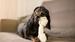 Dog chewing bone