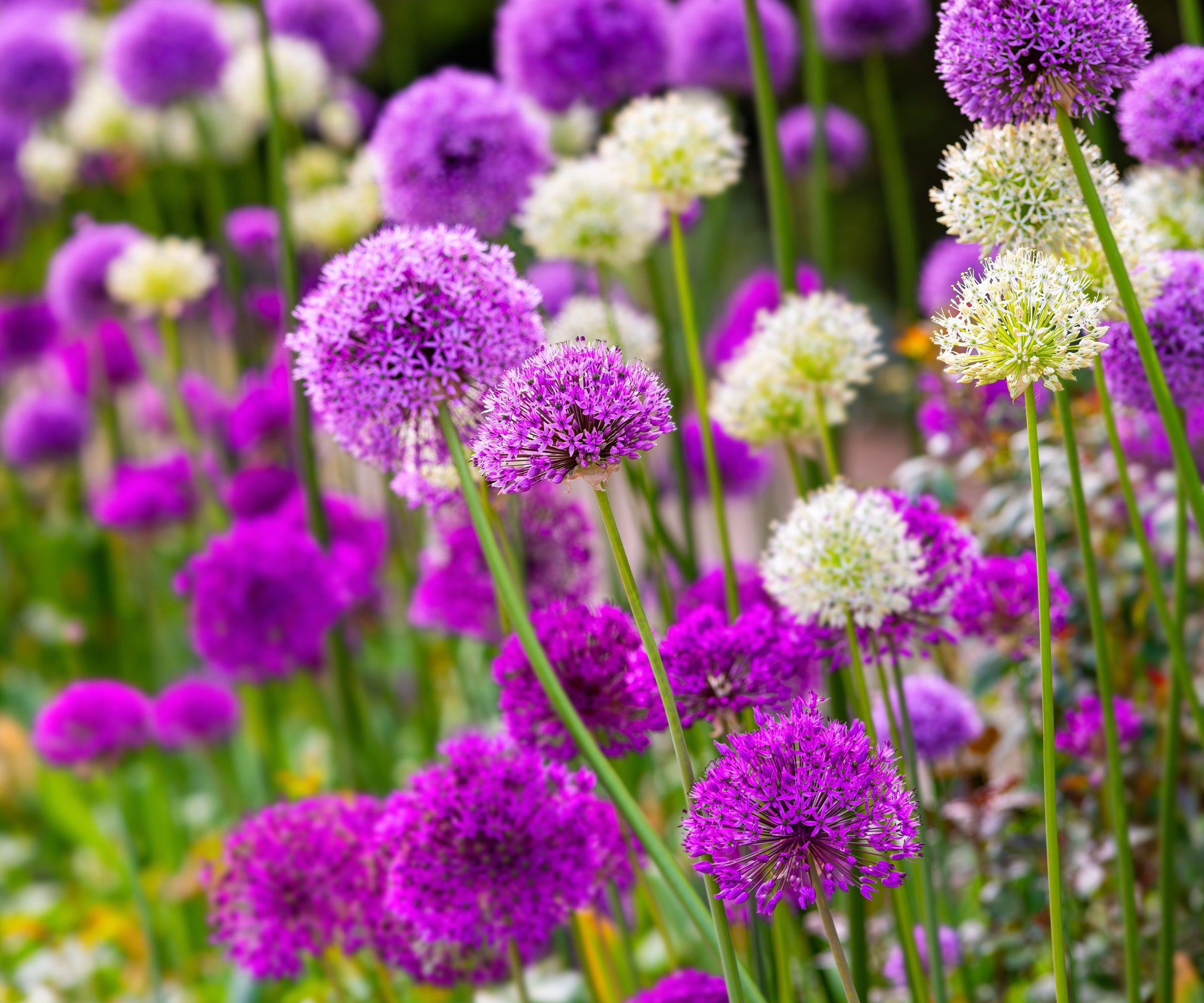 purple pink and white allium flowers