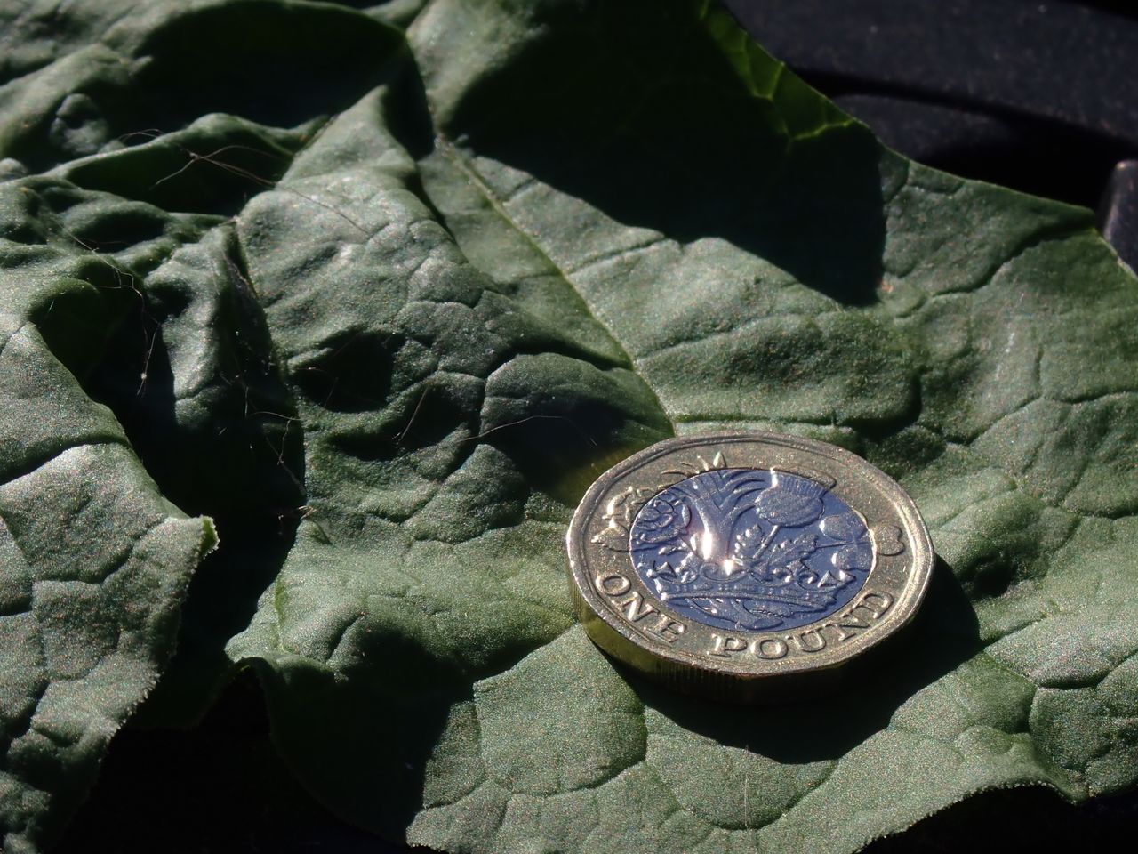 Macro mode impresses, though focus stacking doesn't add much