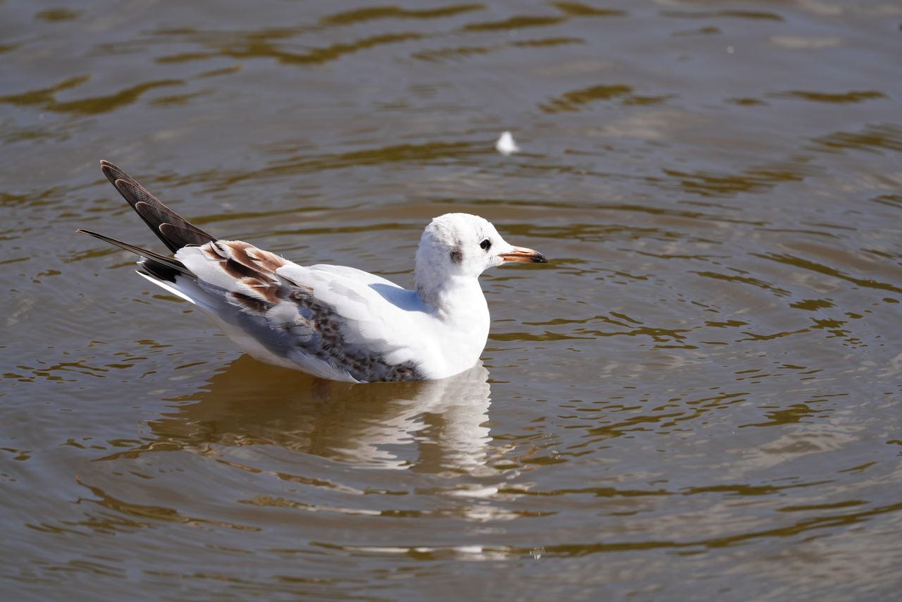 Sony FE 600mm f/6.3 GM OSS sample image
