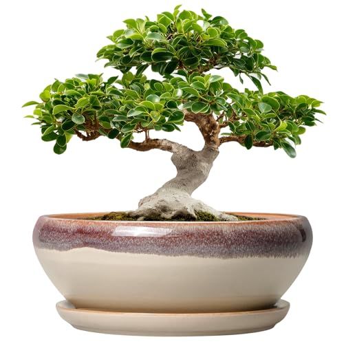 12-inch Ceramic Bonsai Planter with Saucer,