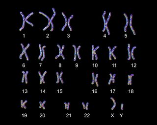 Uma ilustração de todos os cromossomos do corpo