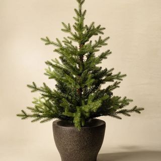 3' Norway Pre-Lit Potted Faux Tree