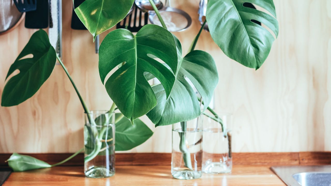 Propagating house plants