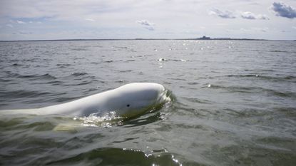 A beluga whale swims in Hudson Bay, outside Churchill, northern Canada
