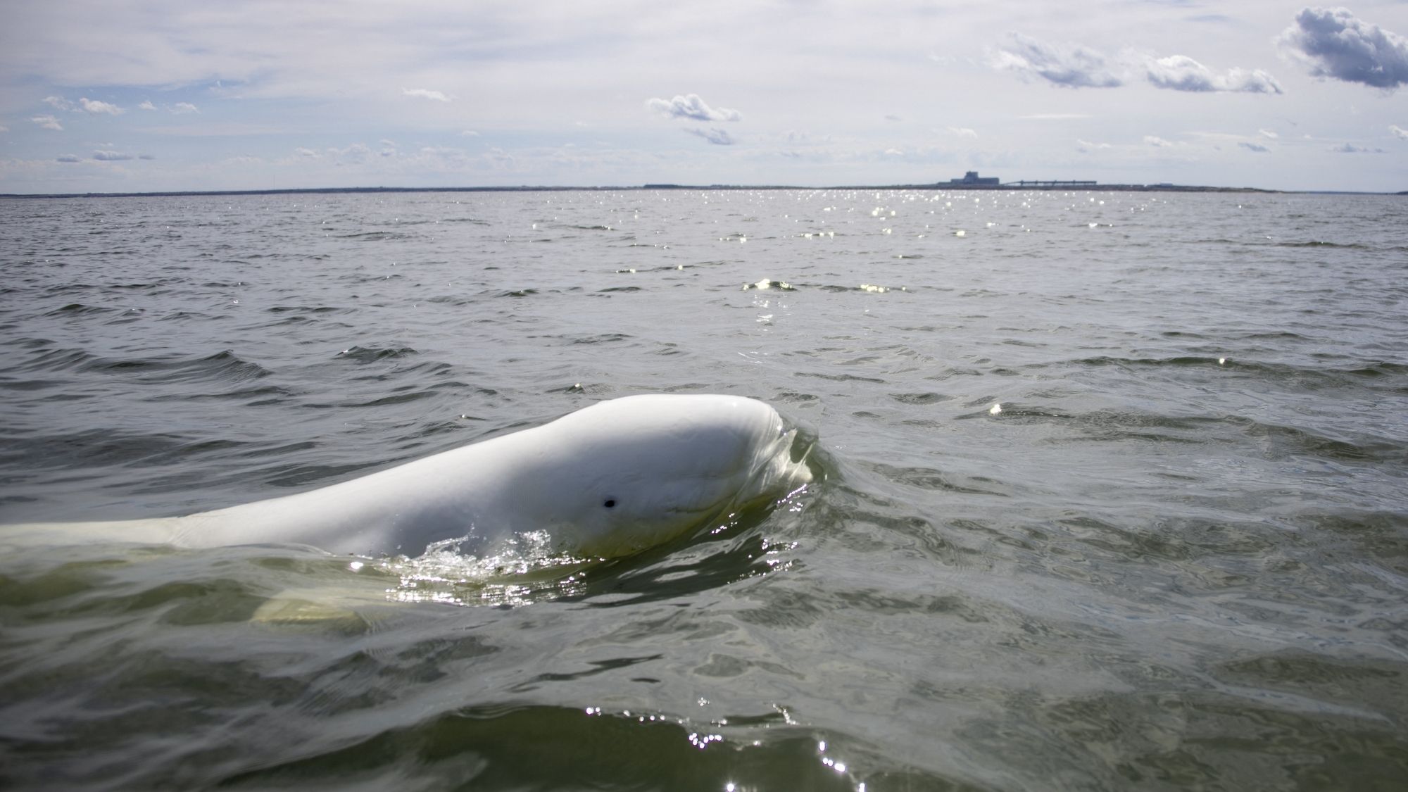 A beluga whale swims in Hudson Bay, outside Churchill, northern Canada 