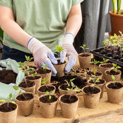 Gardener transplants tomato seedlings into individual pots indoors