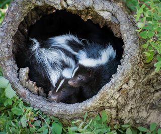 Two skunks in a tree trunk