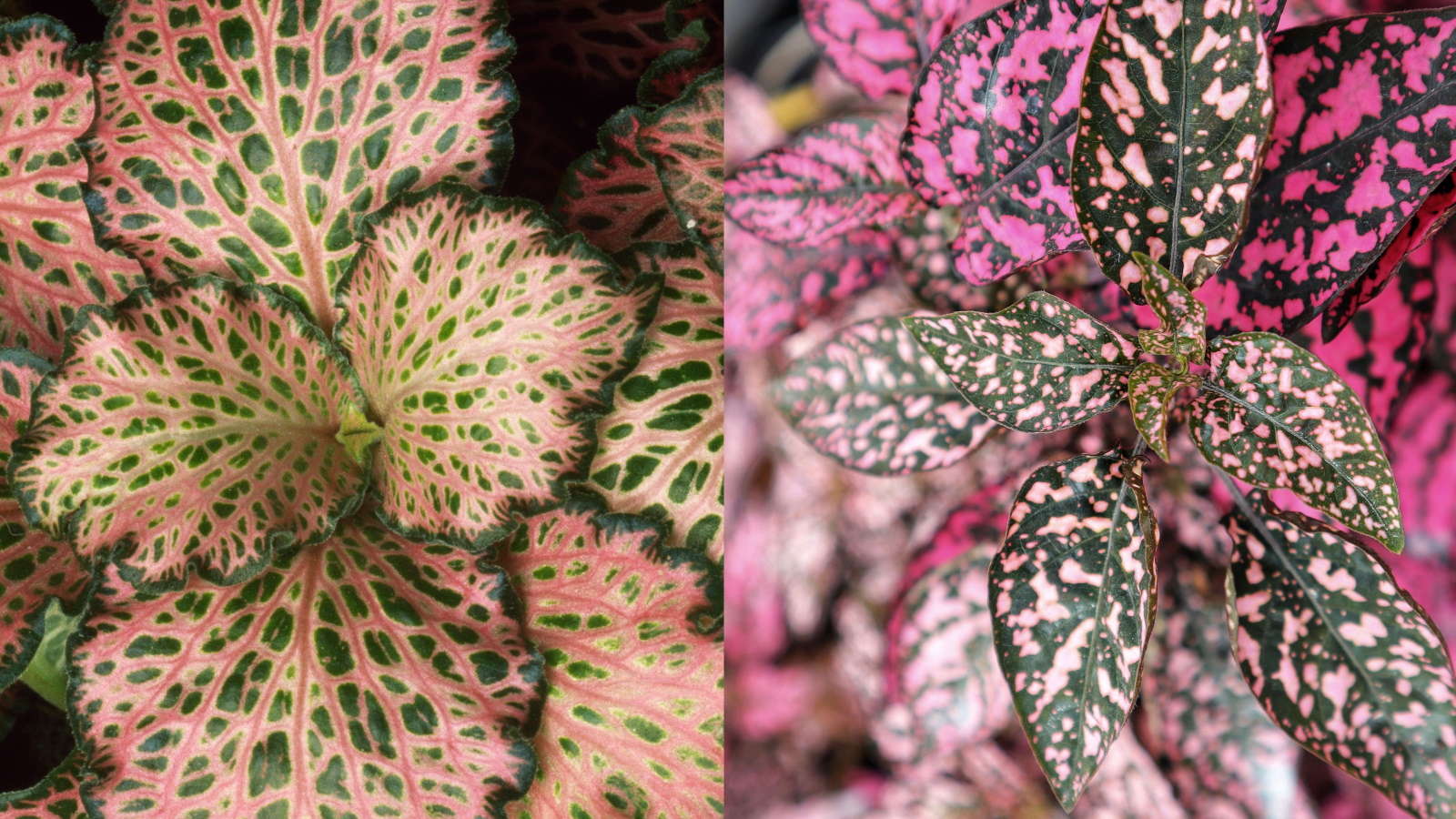Polka dot plant or fittonia? How to tell these two colorful houseplants apart