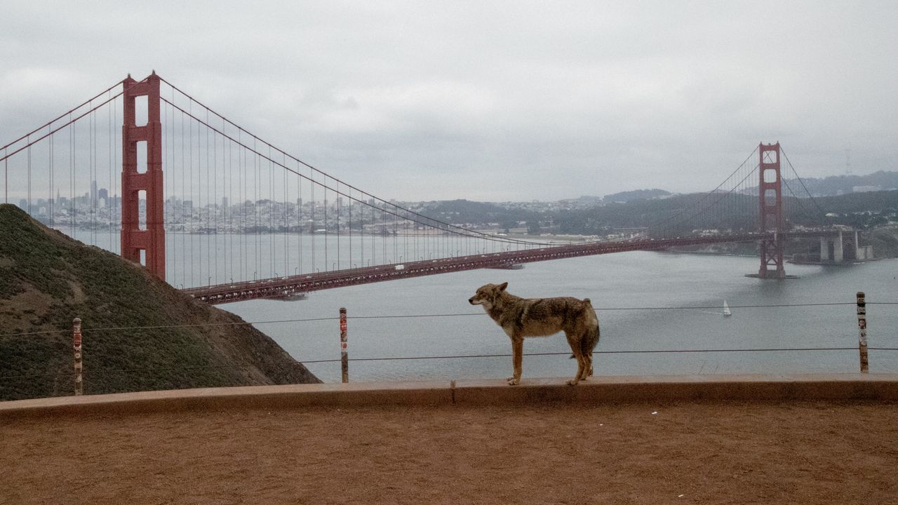  Coyote scrambles onto Alcatraz Island after perilous, never-before-seen swim 