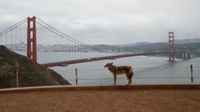 A photo of a coyote standing in front of the Golden Gate Bridge in San Francisco.