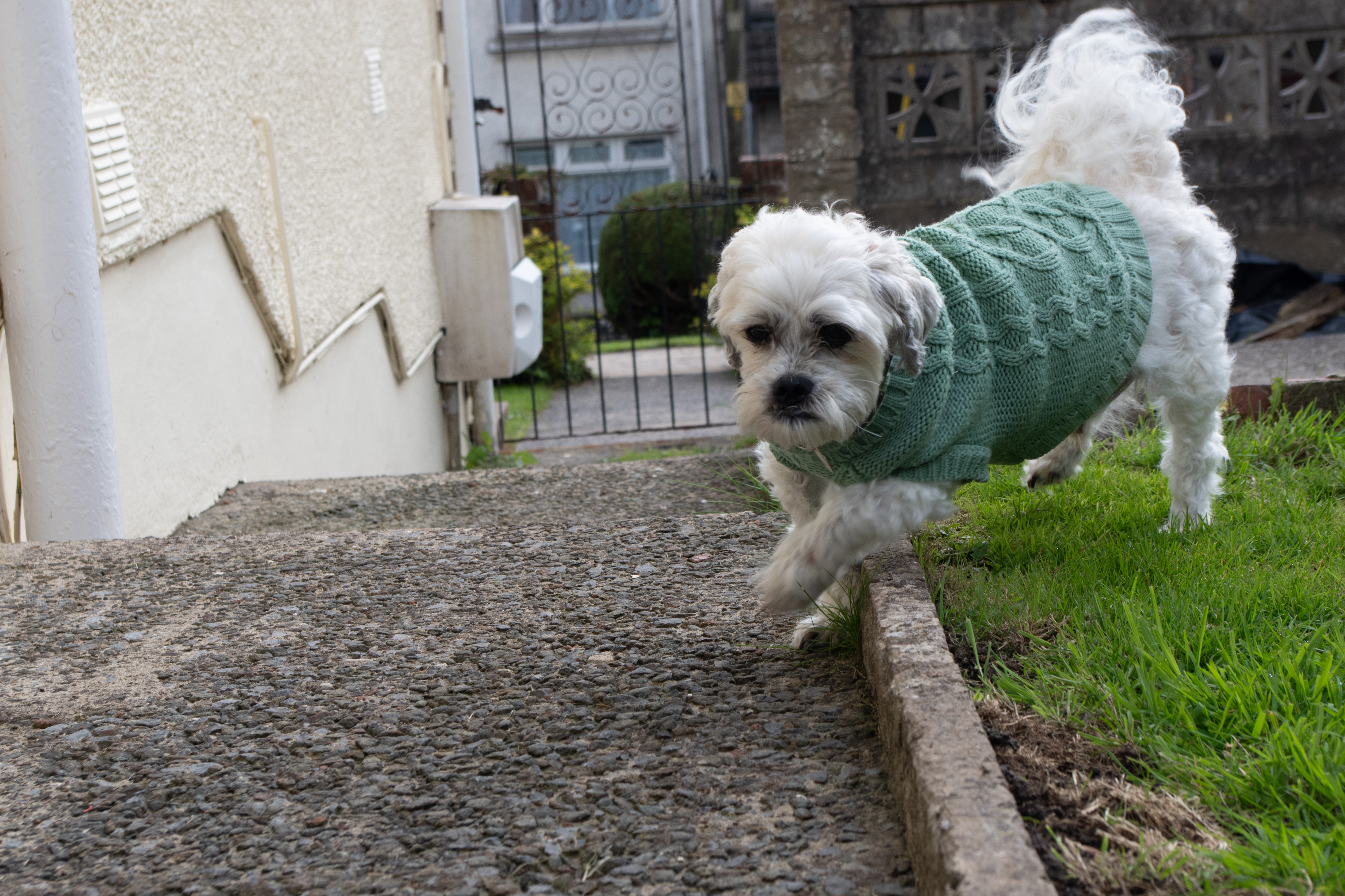 Dog running across garden captured on Pentax KF