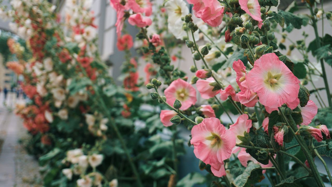 rust in hollyhocks