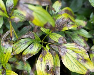 Close up of peony leaves with leaf blotch