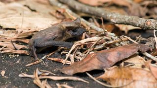A photo of a Brazilian free-tailed bat (Tadarida brasiliensis) on the floor in Brazil.