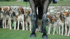 HUNTING HOUNDS LEGS