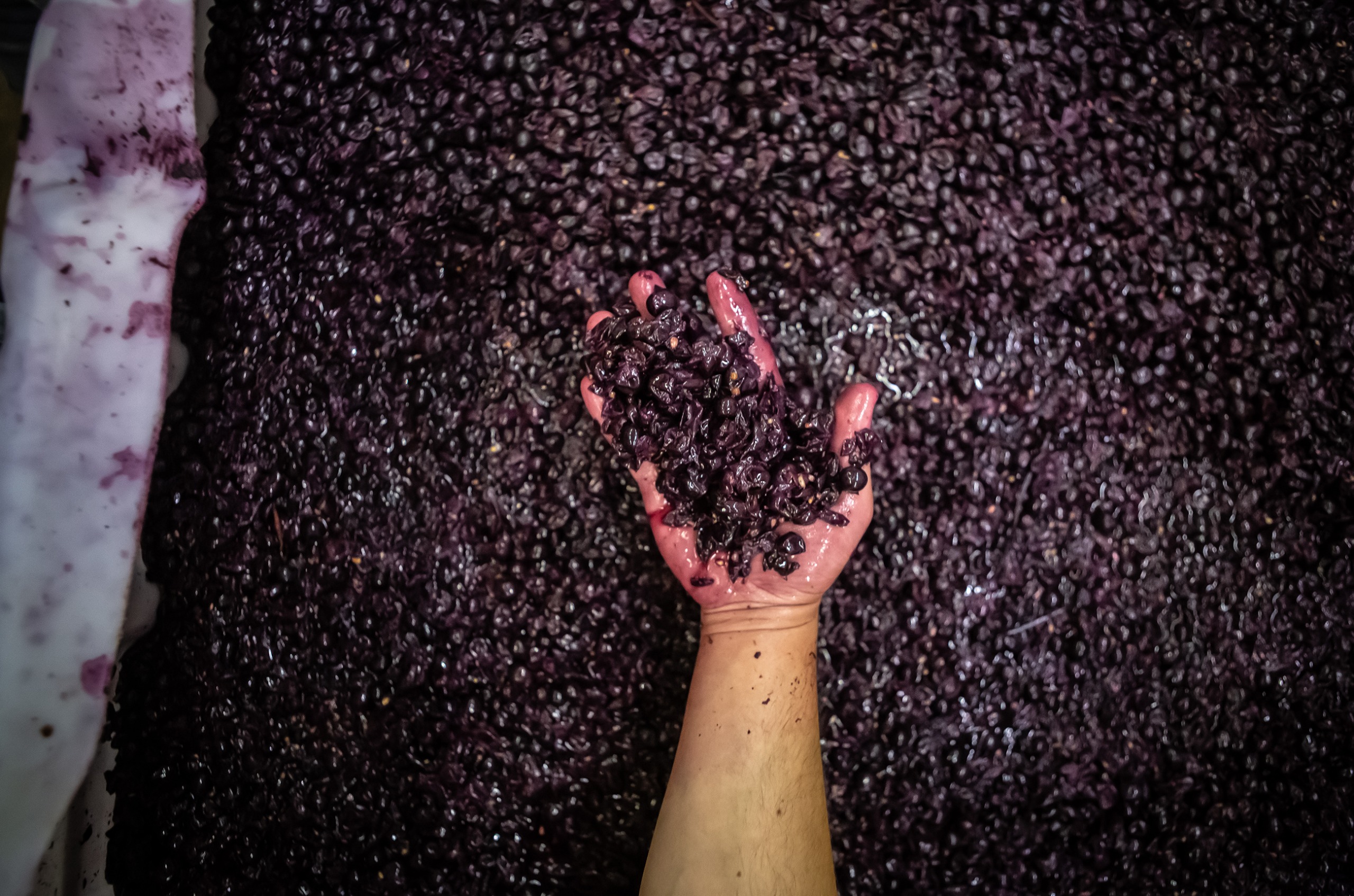 Hand holding semi-macerated black grapes
