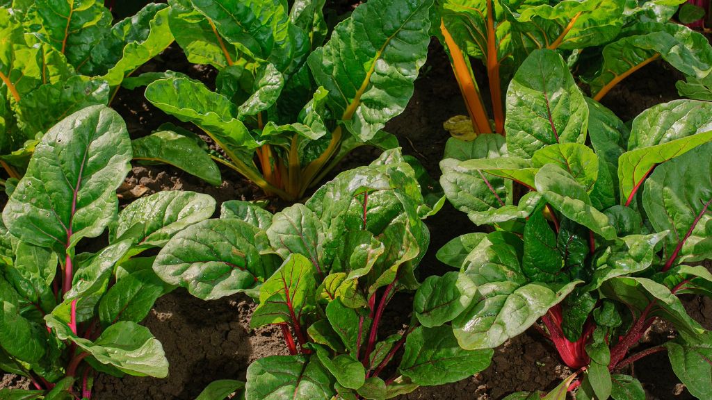 swiss chard