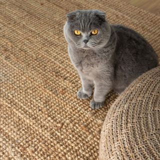 grey British shorthair cat on natural texture rug