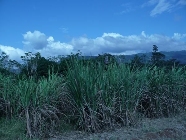 Sugar cane plants en route