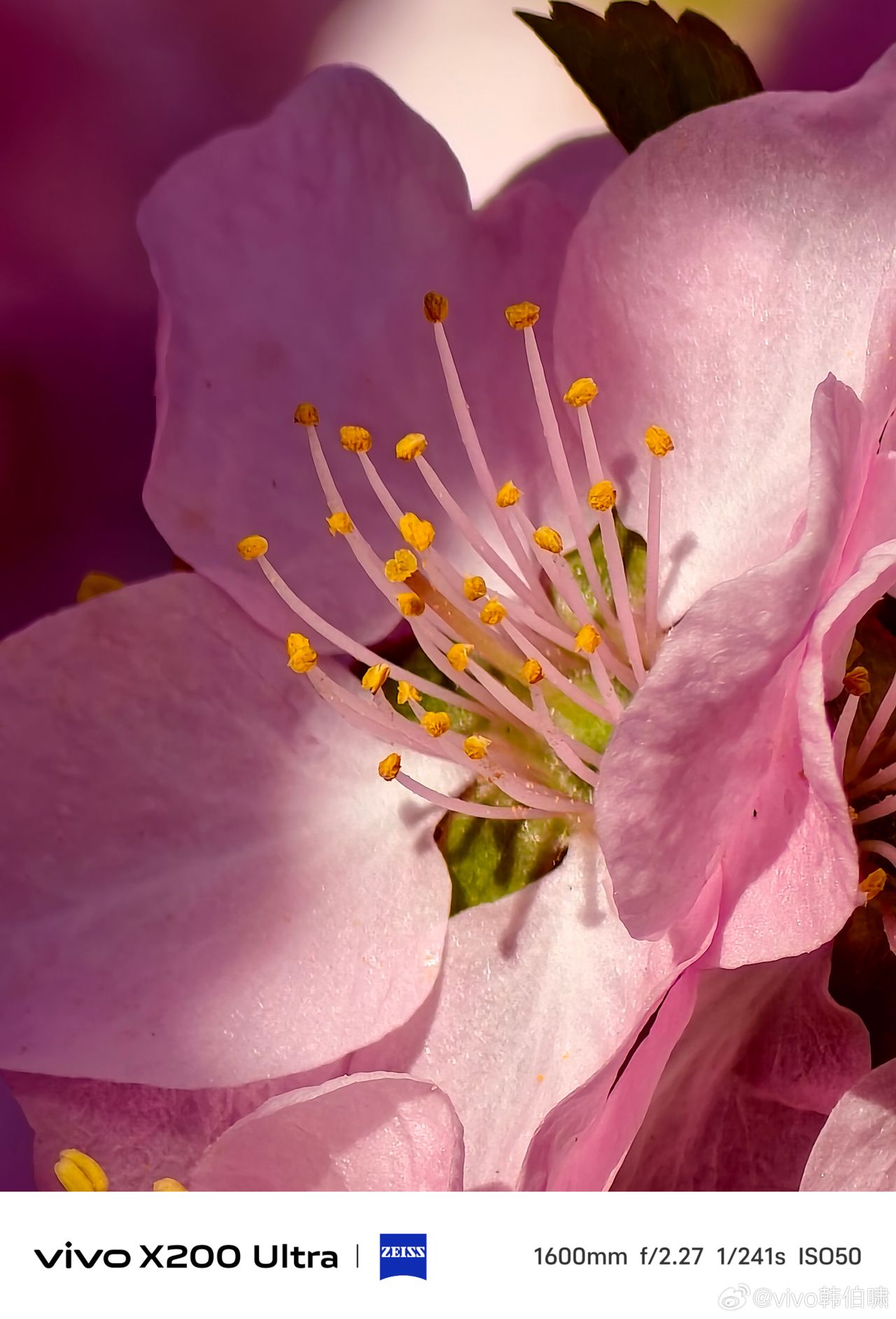 Capturing tree with pink cherry blossoms, using three different focal lengths with the Vivo X200 Ultra