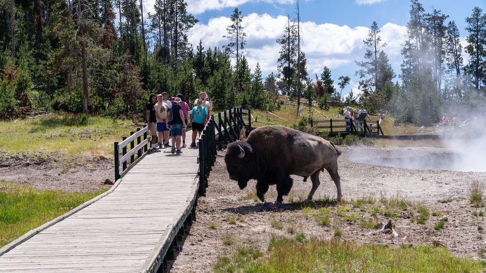 Three people gored by bison in a month at Yellowstone National Park. Why do thes..
