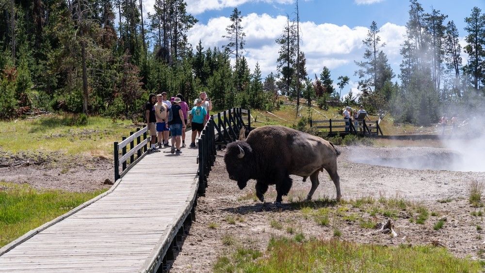 3 people today gored by bison in a thirty day period at Yellowstone Countrywide Park. Why do these assaults occur?