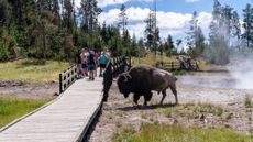 A bison approaches a walkway full of visitors in Yellowstone National Park.