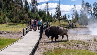 A bison approaches a walkway full of visitors in Yellowstone National Park.