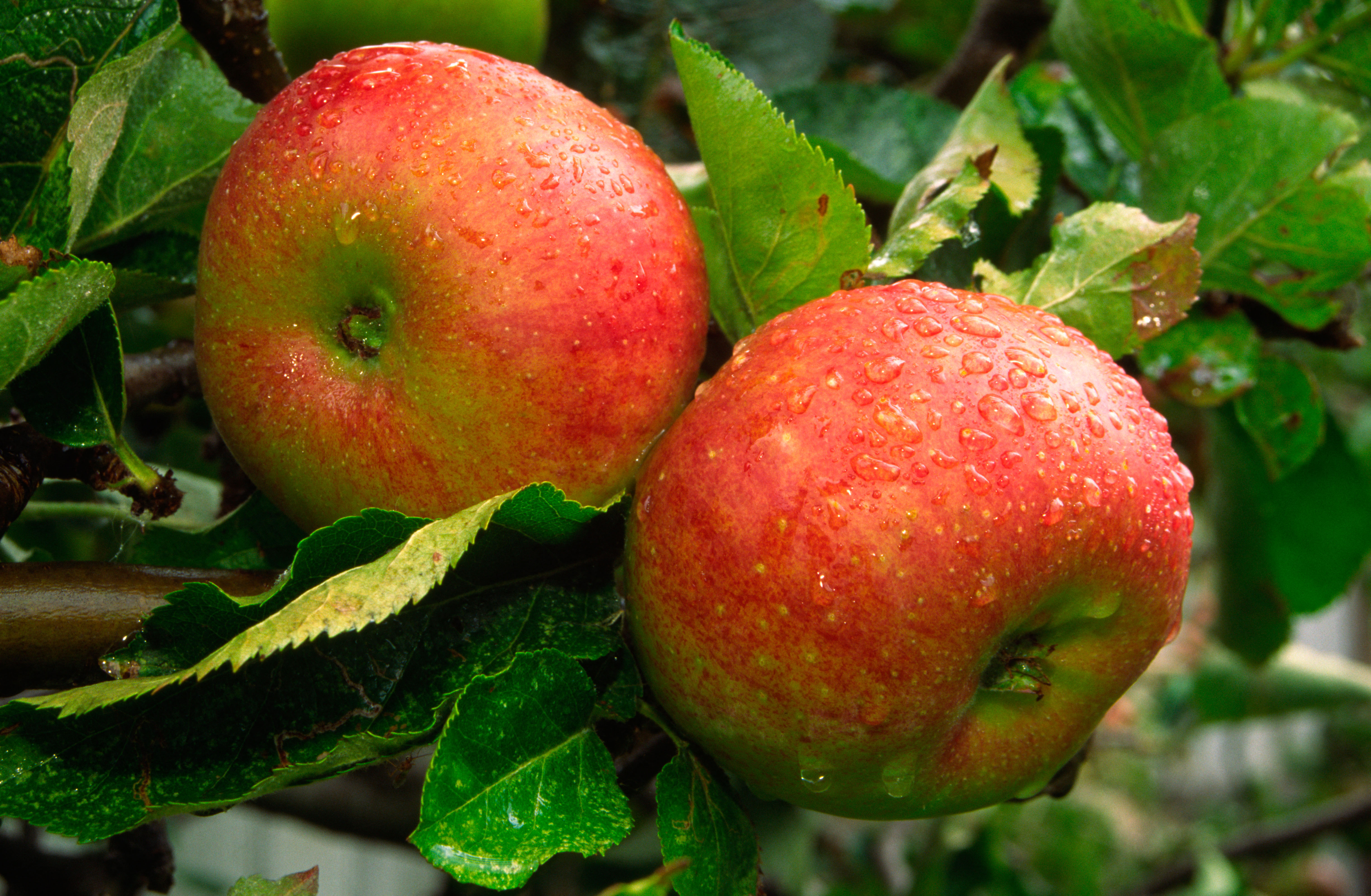 Two Bramley apples covered in dew