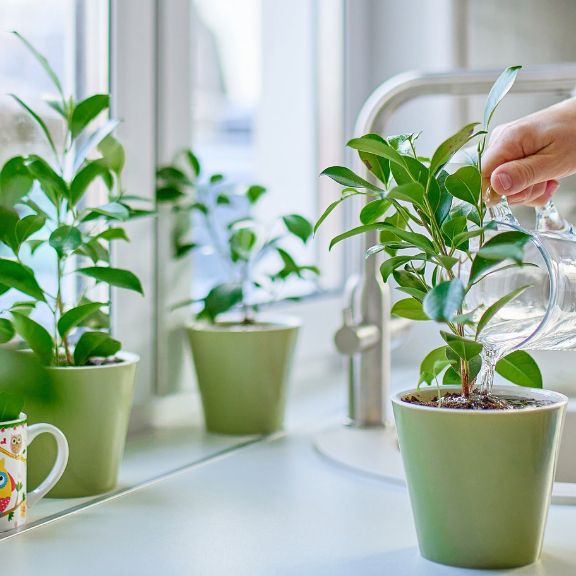 Top 10 Questions About Problems with Houseplants Gardening Know How