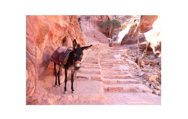 jordan-donkey.jpg