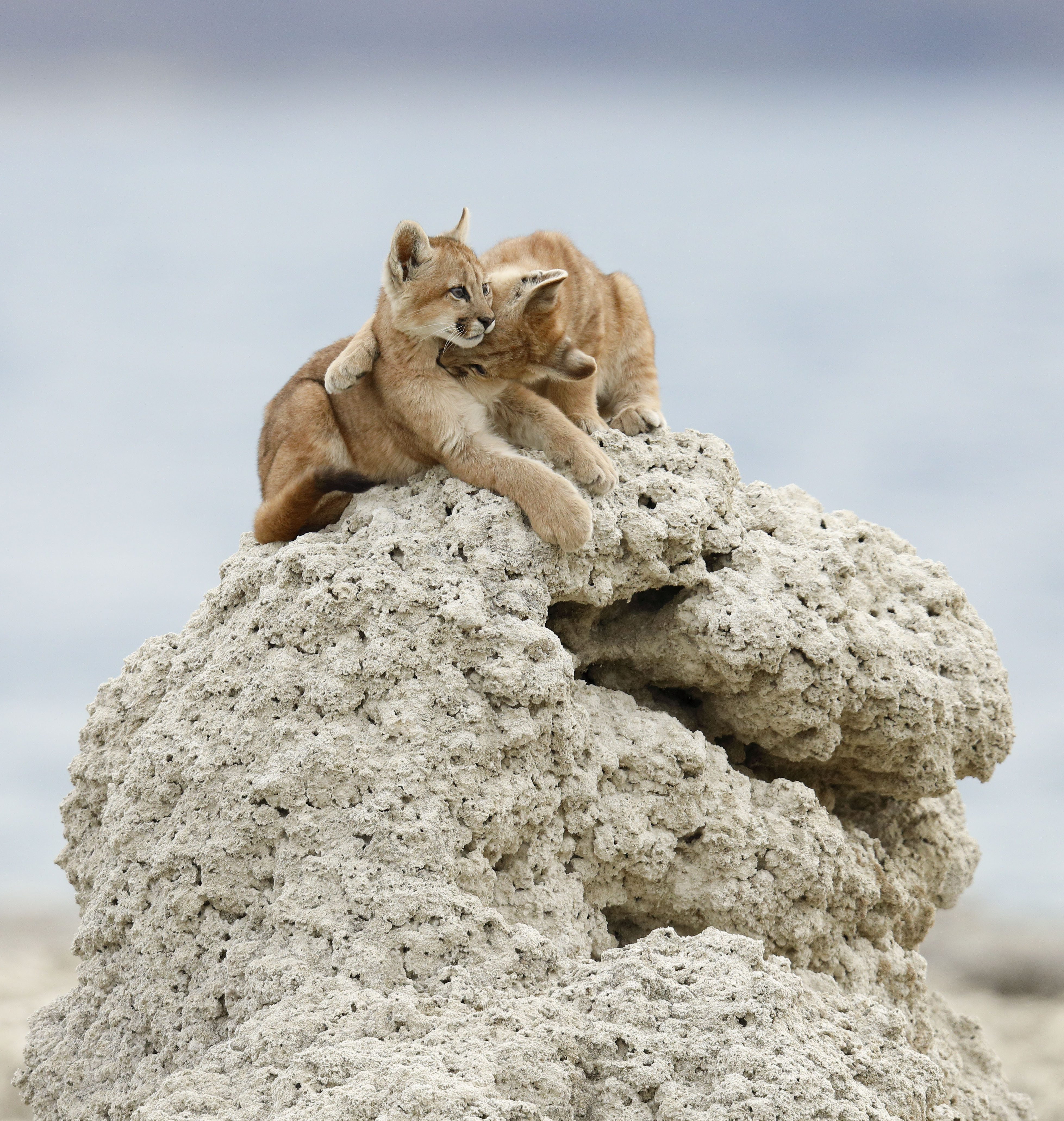 Puma cubs, super cats nature pbs