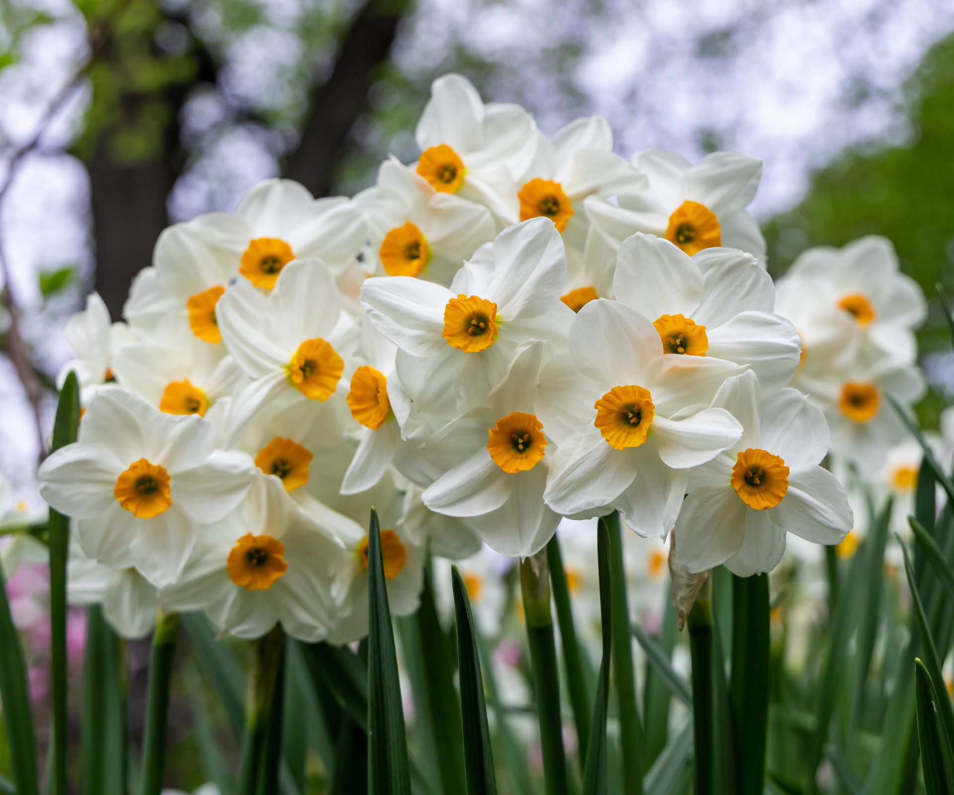 Narcissus Geranium blossoms in the garden in spring. High quality photo