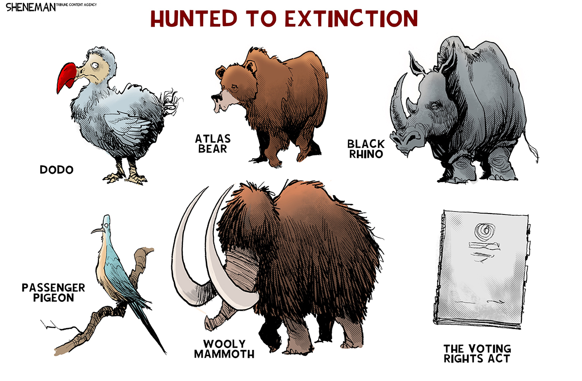 This cartoon is titled &amp;ldquo;Hunted to Extinction&amp;rdquo; and depicts a series of extinct animals followed a law. The animals are: a dodo, the atlas bear, a black rhino, a passenger pigeon and a wooly mammoth. The law is the Voting Rights Act.
