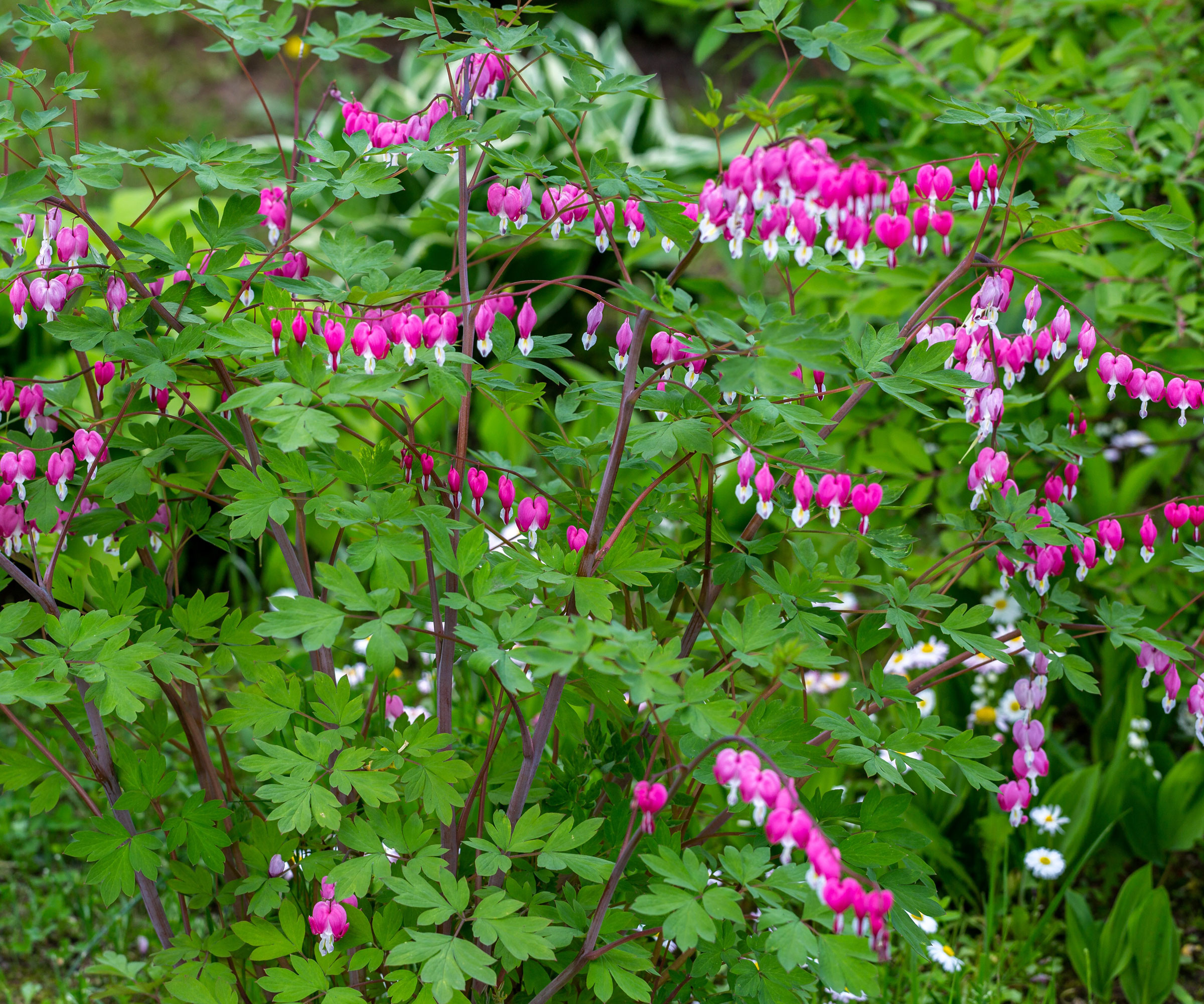 pink bleeding heart plant with flowers and green foliage and red stems