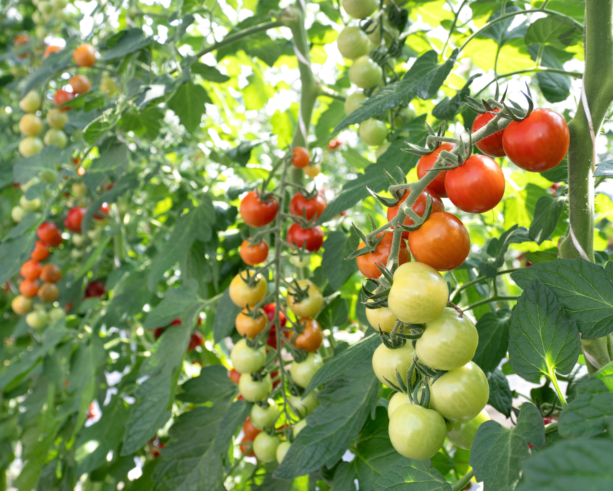 Cultivating cherry tomatoes in greenhouses