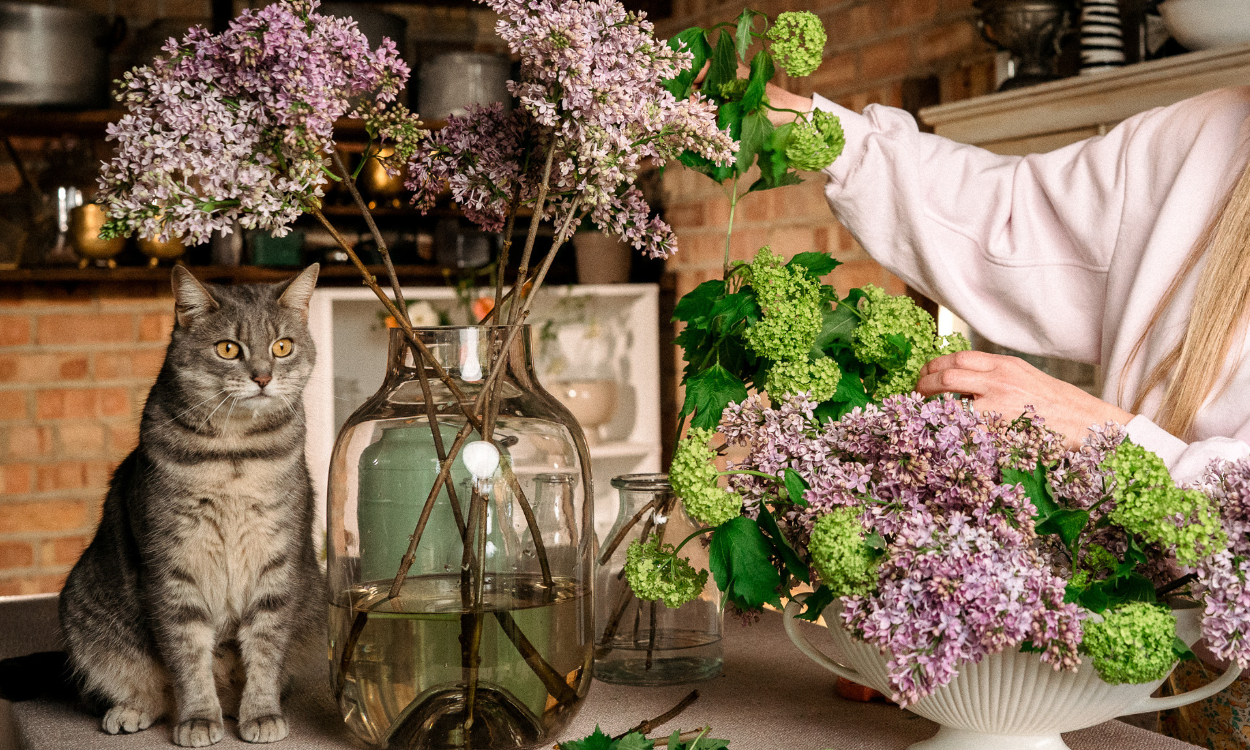 Silver tabby cat on table next to large vase of lilac stems and a floral design with lilac and viburnum opulus roseum