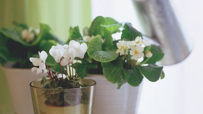 Group of pots indoors filled with primroses and cyclamen