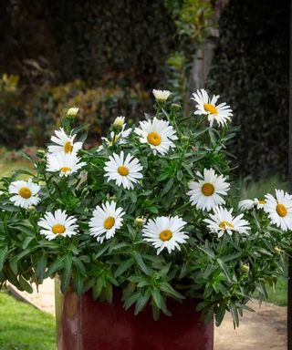 Shasta Daisies Betsy in a Burgundy Pot