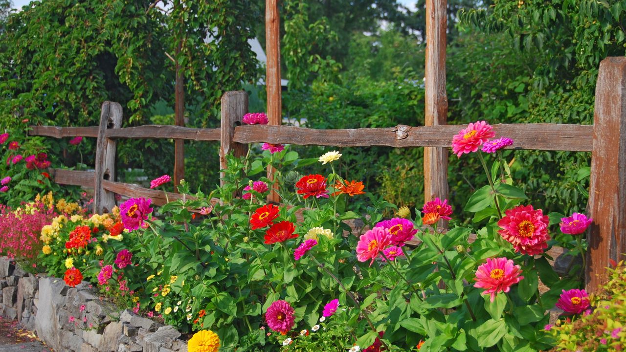 Zinnia blooms in red, pink and yellow